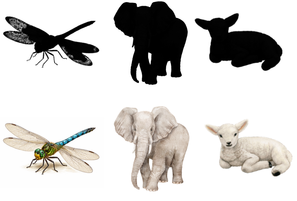 Les pelages d'animaux